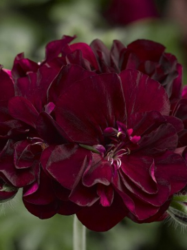 Coco Basket 12"- Ivy Geranium Royal Dark Burgundy